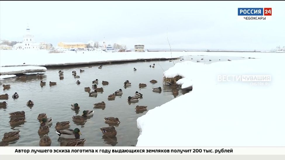 Небывалое количество диких уток поселилось на Чебоксарском заливе и в Речпорту этой зимой