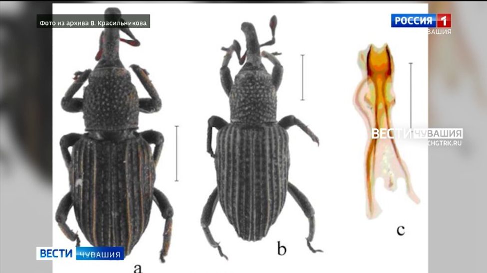 Новый вид жука, найденный на Филиппинах, назвали в честь биолога из Чувашии