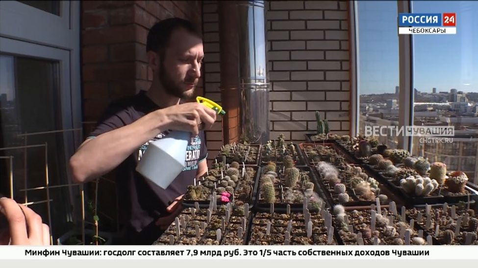 Чебоксарец выращивает кактусы в своей квартире. В его коллекции - около 200 видов Чебоксарец выращивает кактусы в своей квартире. В его коллекции - около 200 видов