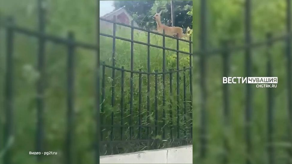 В Чебоксарах горожане заметили косулю В Чебоксарах горожане заметили косулю