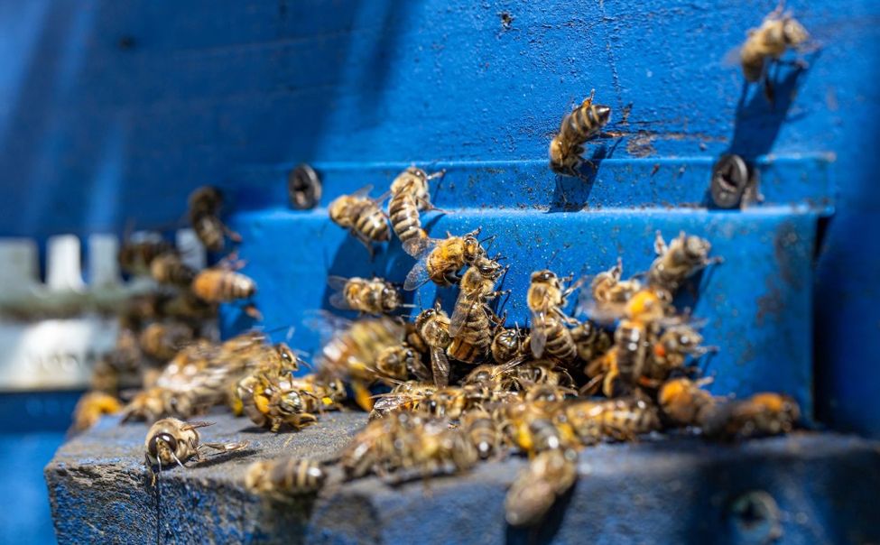 Пчелы атаковали несколько чебоксарских микрорайонов 