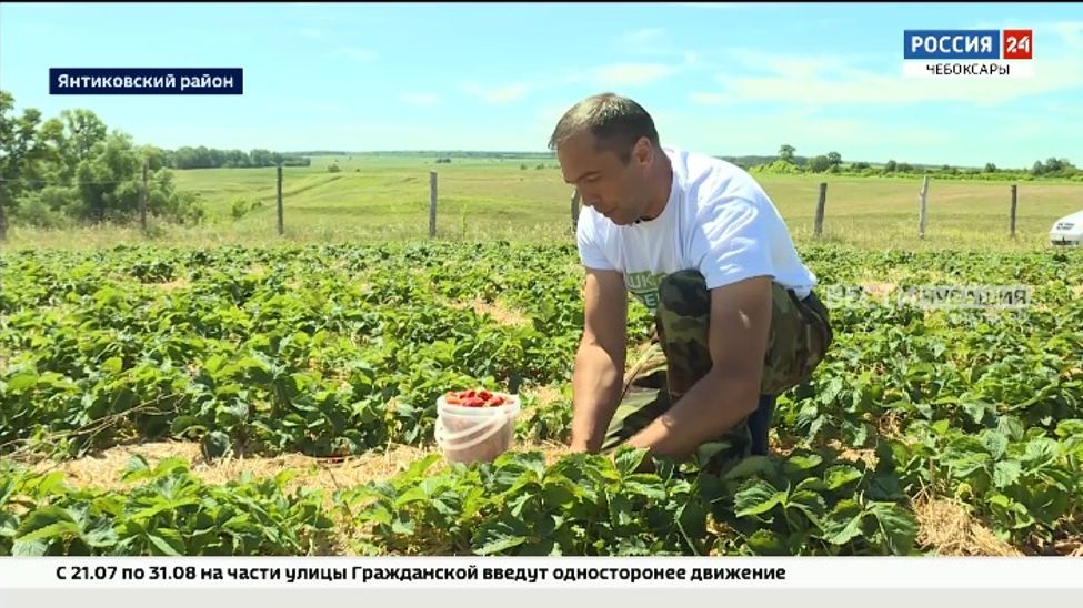 Супруги Кузнецовы из Янтиковского района выращивают множество сортов клубники Супруги Кузнецовы из Янтиковского района выращивают множество сортов клубники