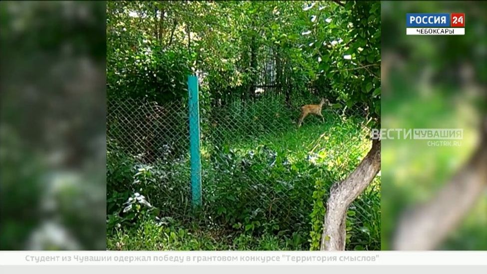 За полгода в Чувашии от нападения бродячих собак погибло 20 косуль За полгода в Чувашии от нападения бродячих собак погибло 20 косуль