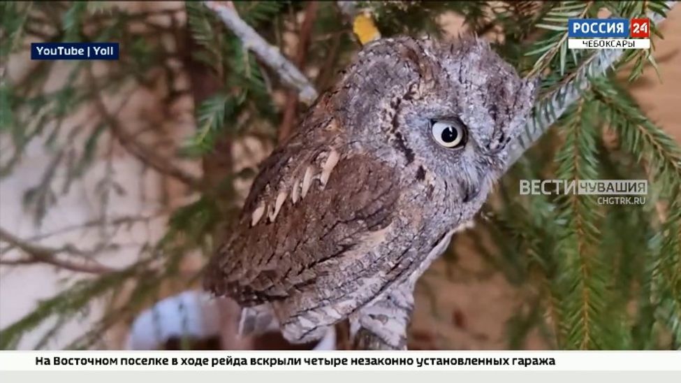 Орнитологи Чувашии впервые в регионе обнаружили самых маленьких сов страны Орнитологи Чувашии впервые в регионе обнаружили самых маленьких сов страны