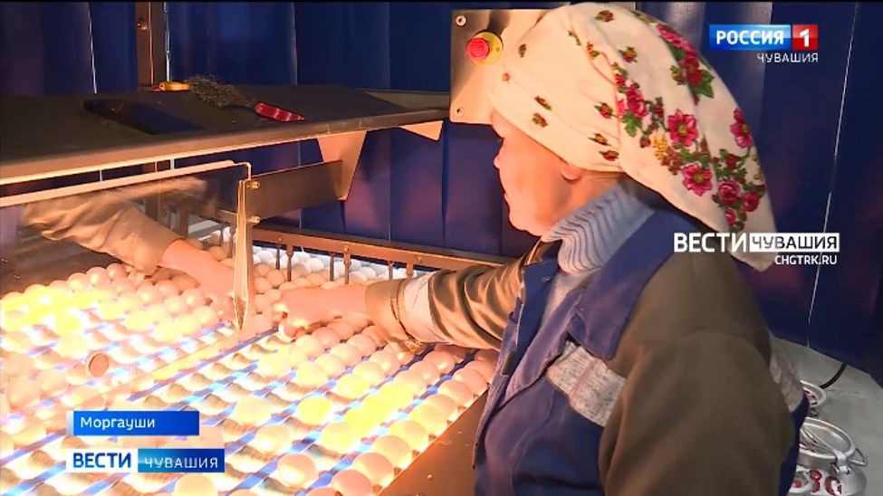 В Чувашии на 18% выросло производство яиц В Чувашии на 18% выросло производство яиц
