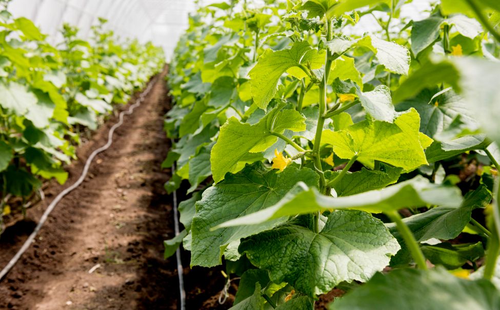 Крупнотоварное производство тепличных овощей в Чувашии превысило рекордные значения