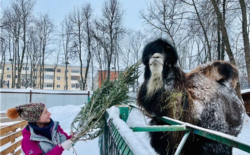 Чебоксарский зооуголок объявляет акцию по сбору живых новогодних елей