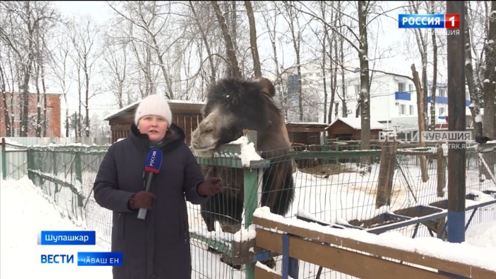 Николаев паркӗнче вырнаҫнӑ "Ковчег" зоокӗтесре "Чӑрӑш" акци пуҫланать Николаев паркӗнче вырнаҫнӑ "Ковчег" зоокӗтесре "Чӑрӑш" акци пуҫланать