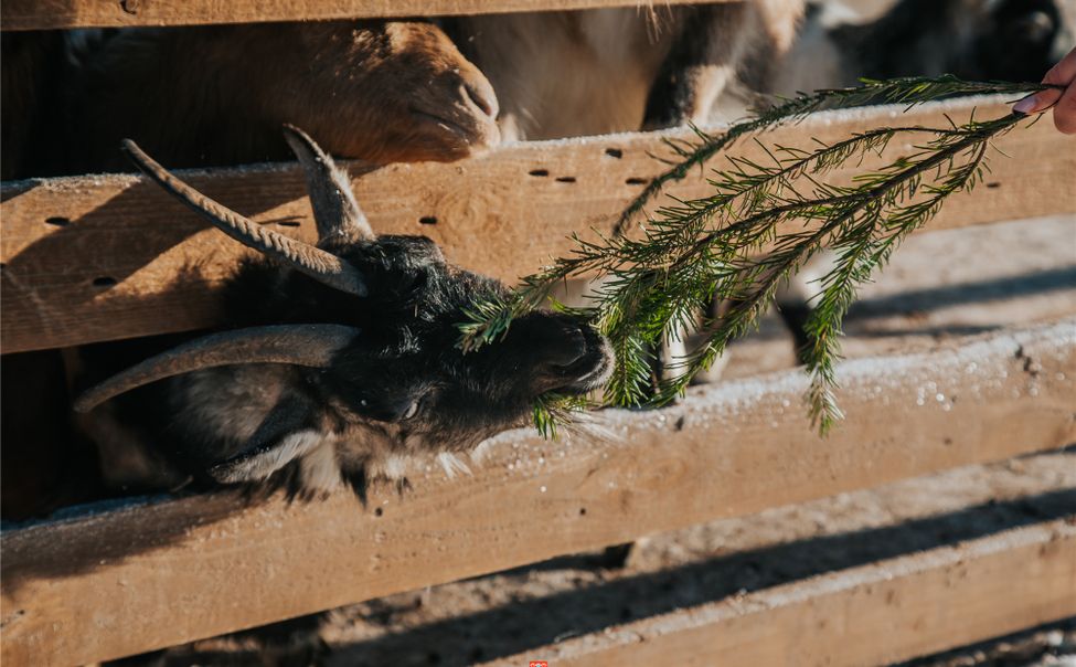 Жители Чебоксар принесли 105 елей для животных зооуголка "Ковчег"