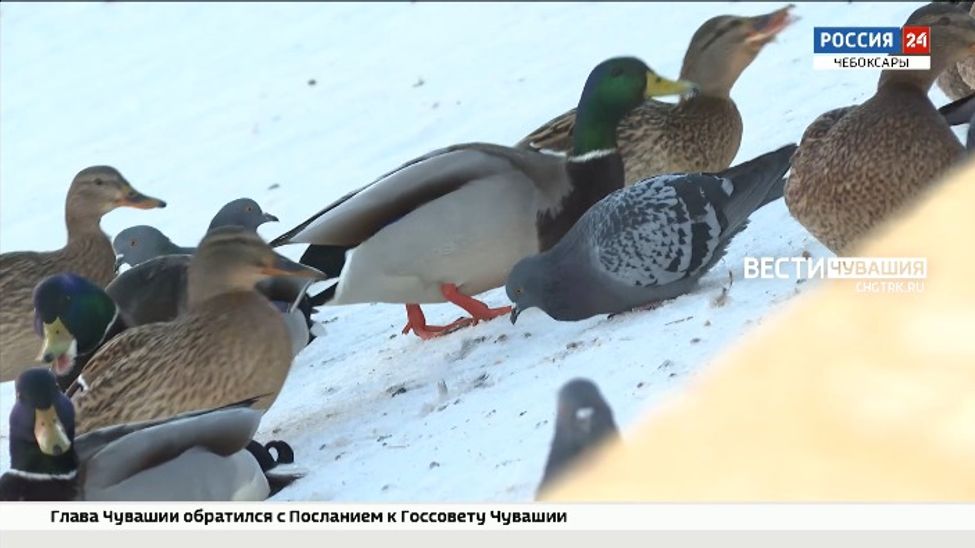 Утки подружились с голубями и заполонили Чебоксары Утки подружились с голубями и заполонили Чебоксары