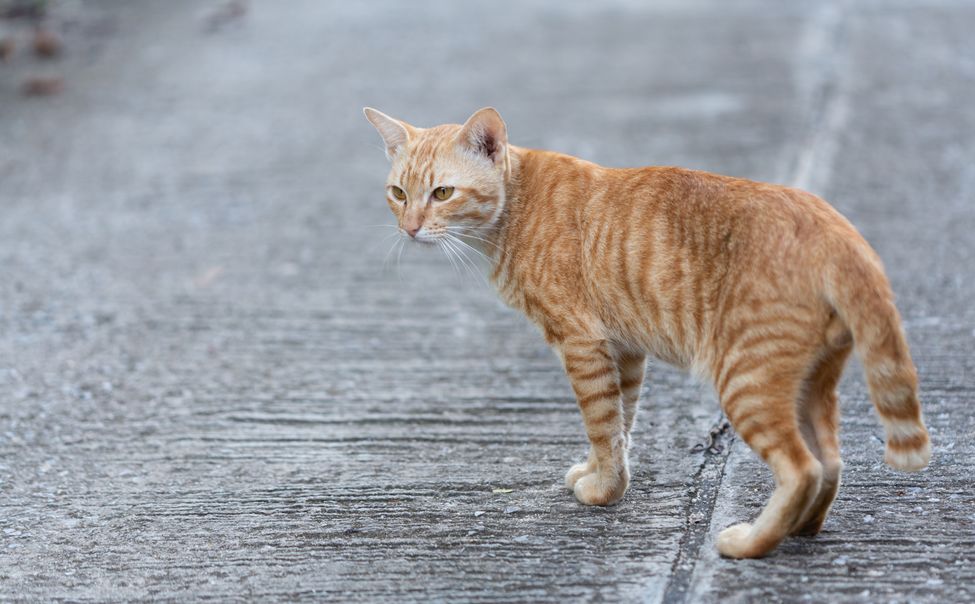 В Новочебоксарске спасли кошку, на несколько дней застрявшую под бетонной плитой
