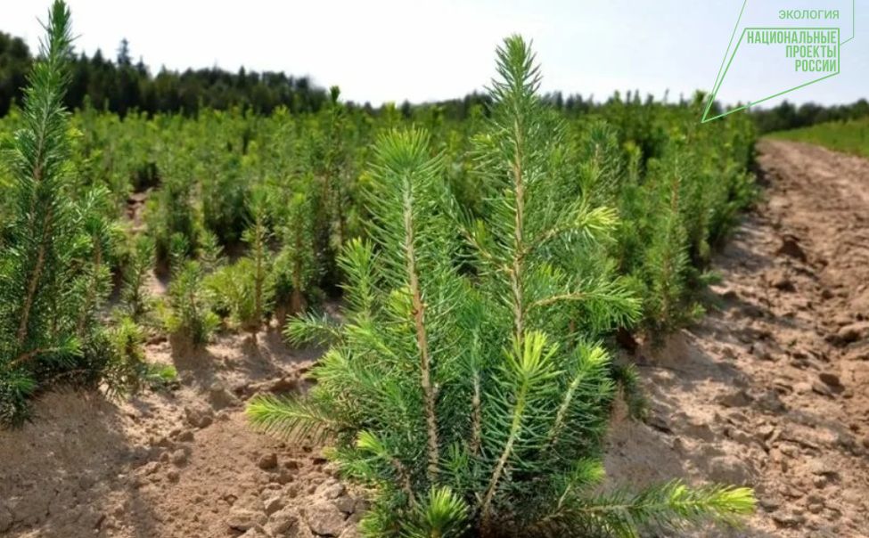 В Чувашии в рамках экологических акций высадили  свыше 250 тыс. деревьев
