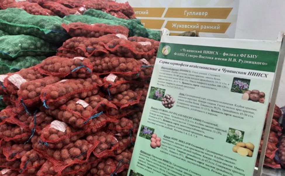 В первый день выставки "Картофель-2023" в Чебоксарах реализуют более 42 тонн посадочного материала