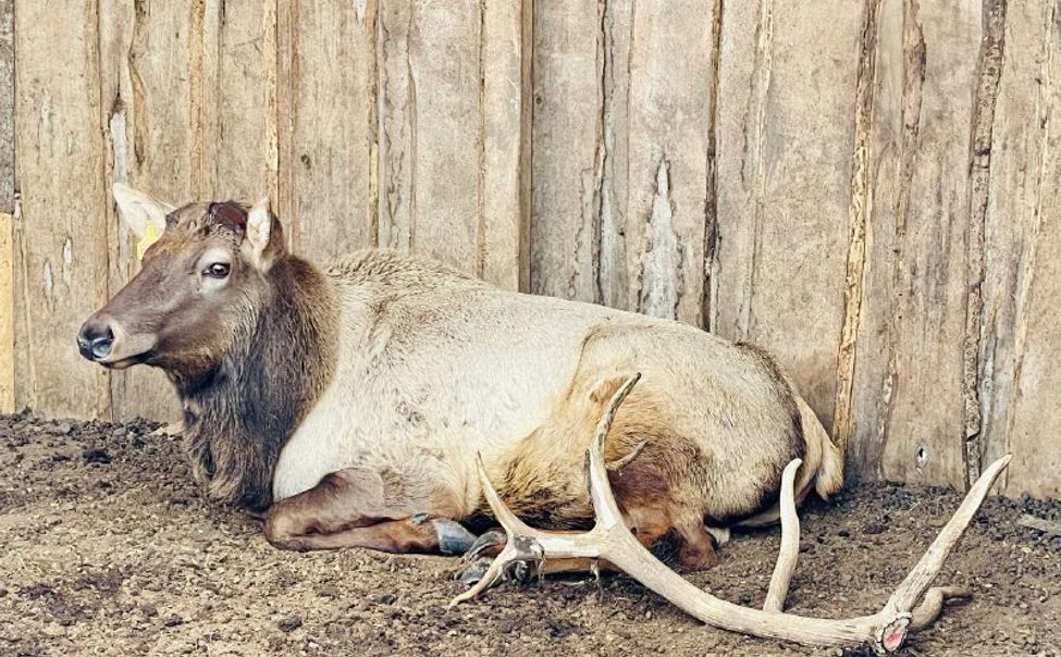 В чебоксарском зооуголке марал сбросил свои гигантские рога