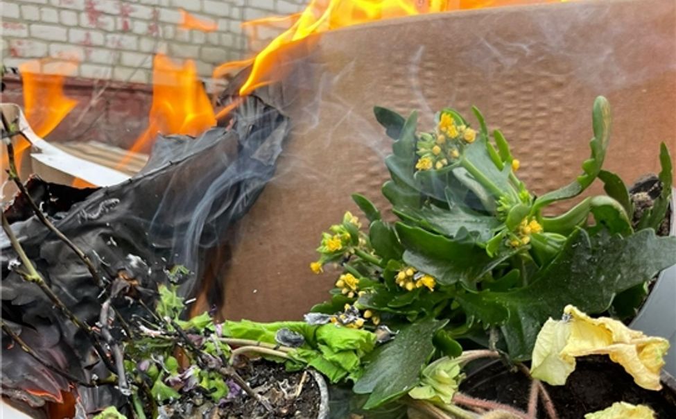 В Канаше из-за опасных вредителей сожгли партию цветов в горшках