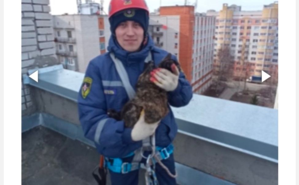Чебоксарские спасатели сняли с высотки кошку