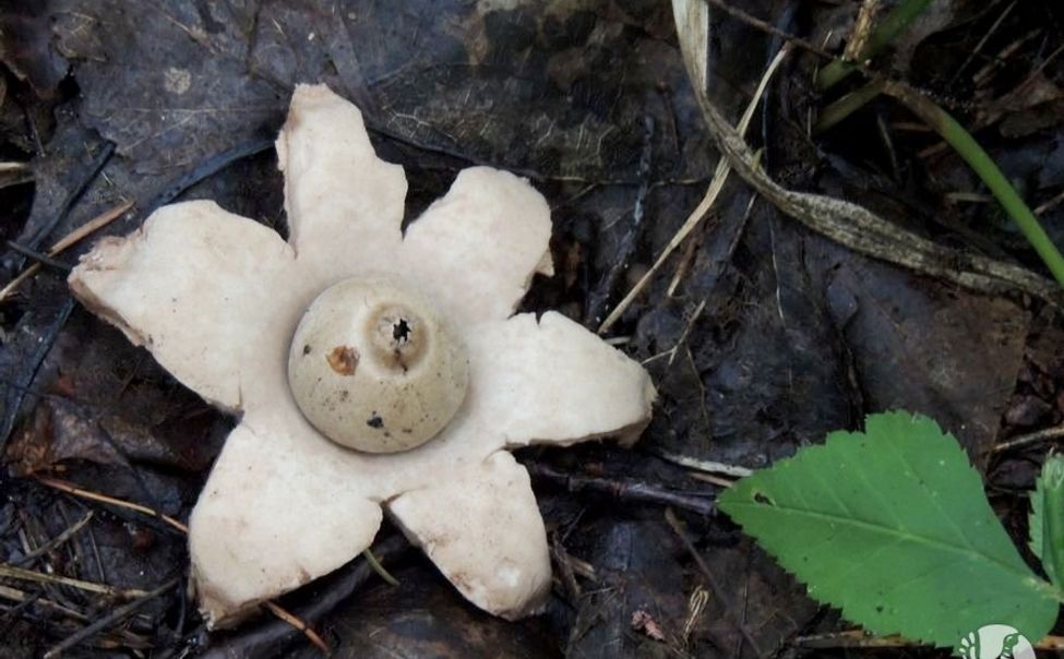 В Присурском заповедники обнаружили грибы-звёзды