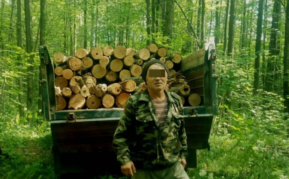 В Чувашии осудили мужчину, незаконно срубившего 15 деревьев