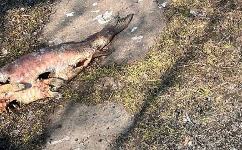 В Чандрово выясняют причины массовой гибели рыб в пруду