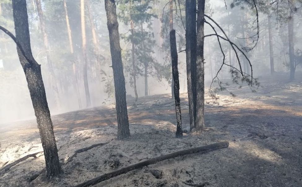 В Шемуршинском округе произошел лесной пожар