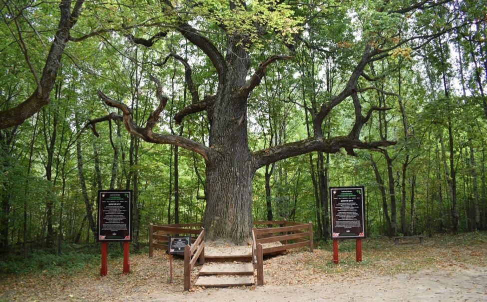 «Старейшина чувашских дубов» участвует в конкурсе «Российское дерево года – 2023»