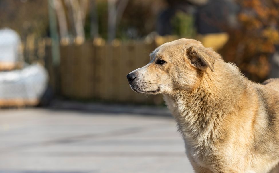 В Новочебоксарске спасли собаку, упавшую в колодец
