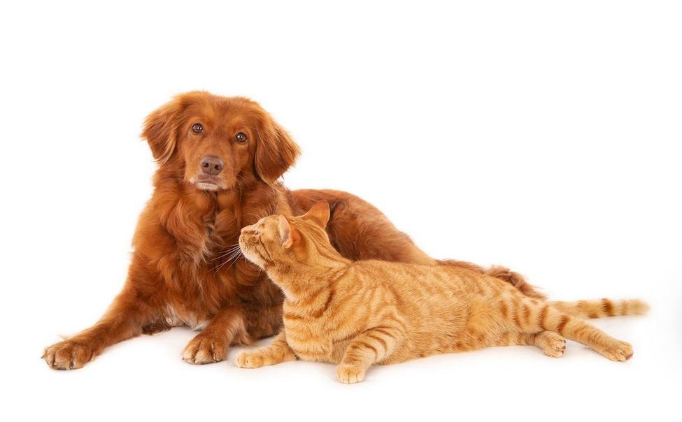 В Чувашии утвердили новые требования к владельцам кошек и собак