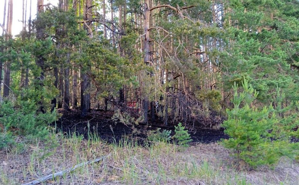 В Ибресинском лесничестве ликвидировали лесной пожар