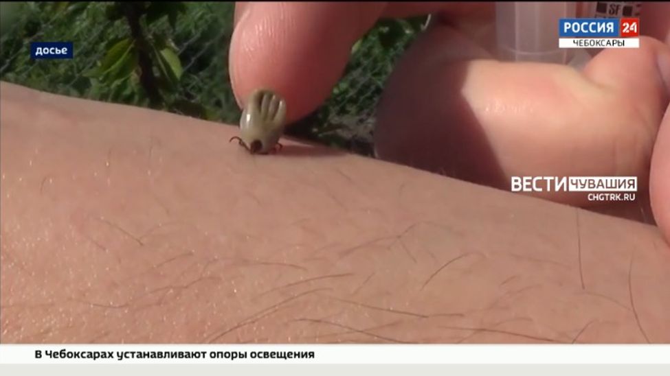 За неделю 35 чебоксарцев пострадали от укусов клещей За неделю 35 чебоксарцев пострадали от укусов клещей