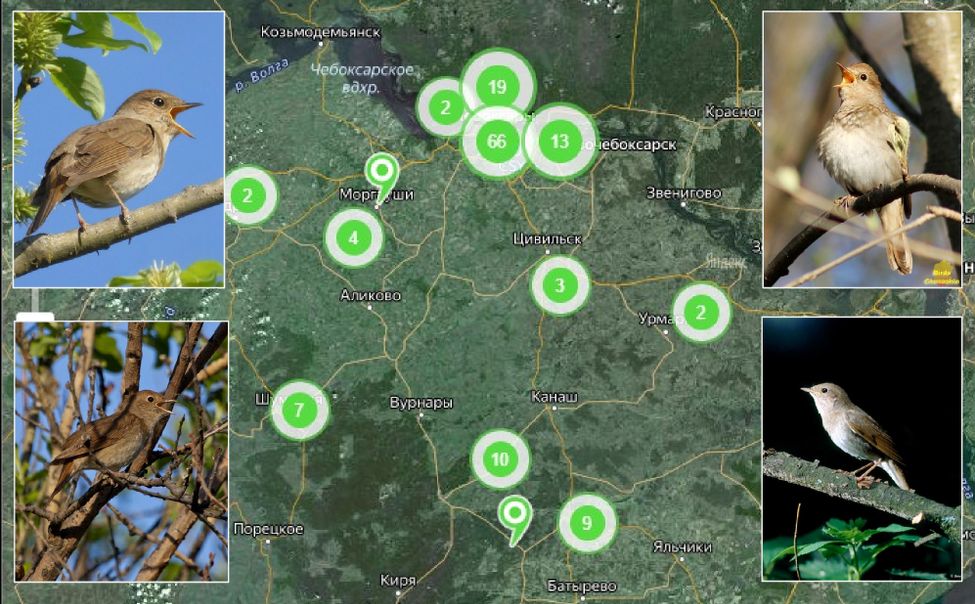 Соловьи в Чувашии стали петь в 2,5 раза больше