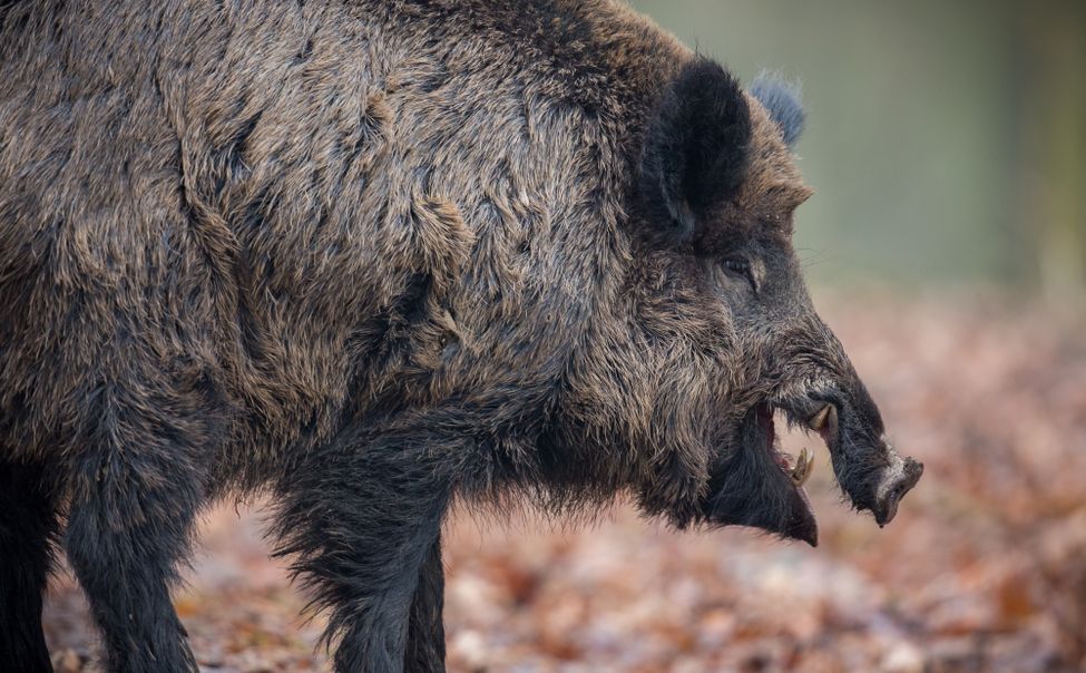 В Шемуршинском округе выявили африканскую чуму свиней