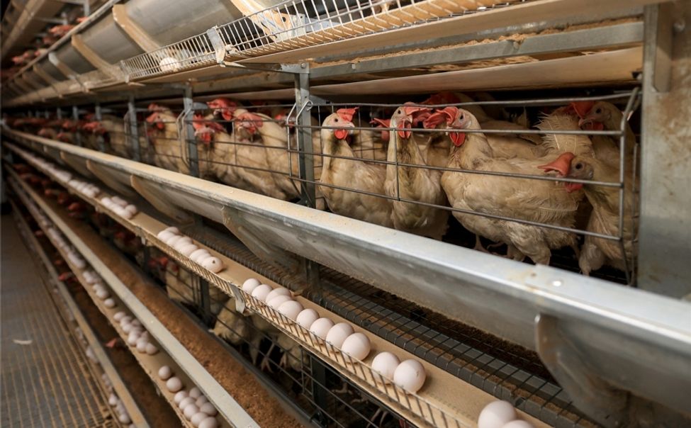 В Чувашии вводится новая республиканская мера поддержки птицефабрик