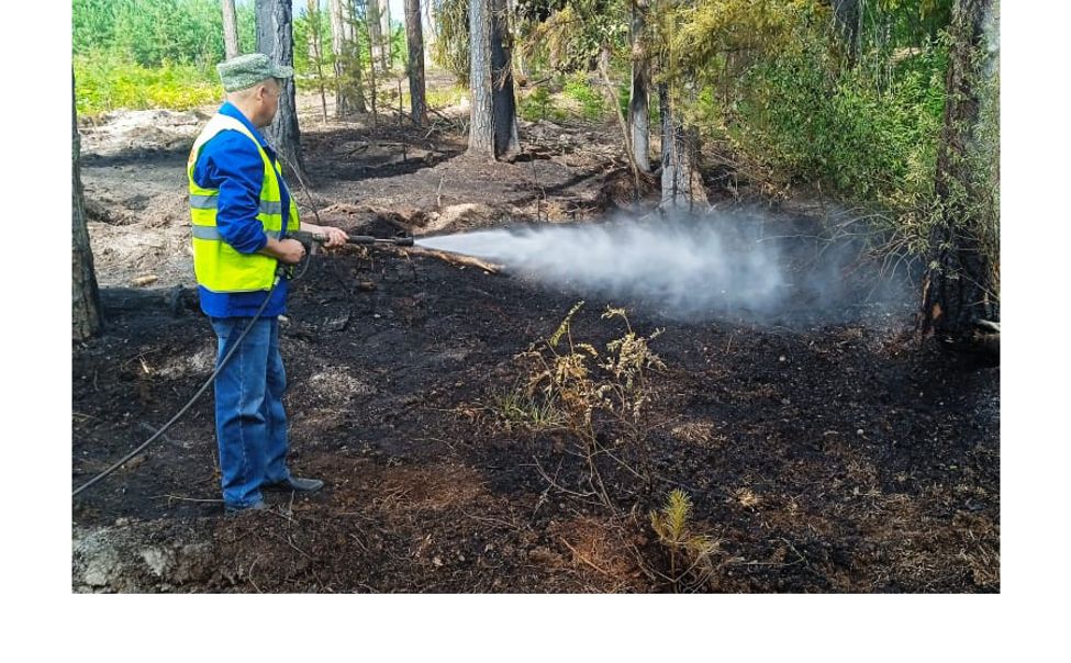 В Канашском лесничестве оперативно ликвидировали лесной пожар
