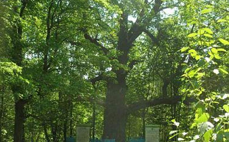 Старейшина чувашских дубов лидирует в конкурсе «Российское дерево года»