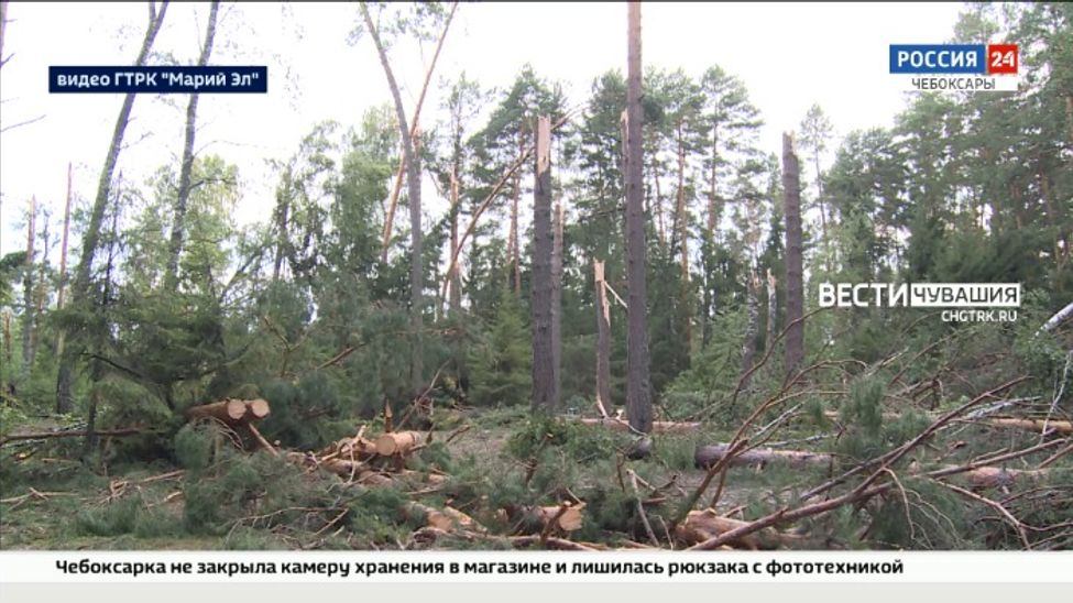 Пострадавший в марийских лесах житель Чувашии находится в тяжелом состоянии Пострадавший в марийских лесах житель Чувашии находится в тяжелом состоянии