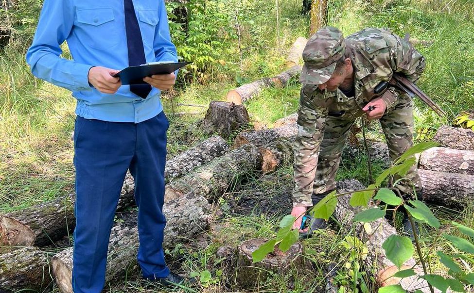 В Алатырском округе незаконно вырубили 12 осин. Возбуждено уголовное дело