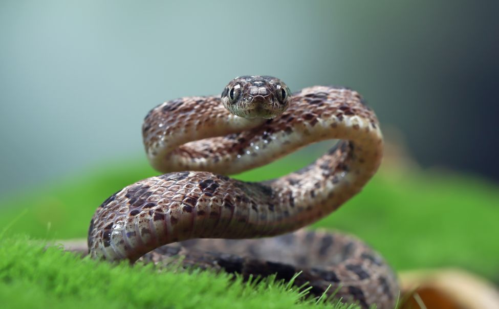 В Чувашии медики спасли охотника после укуса змеи
