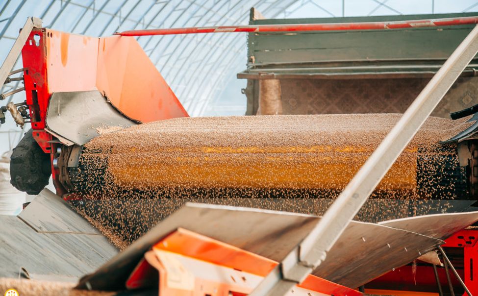 Чувашcкие аграрии намолотили более 325 тысяч тонн зерна