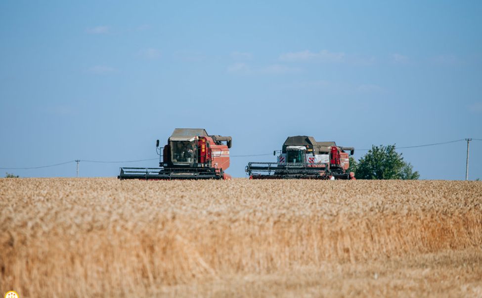 В Чувашии убрано 78,3 тыс. га пшеницы