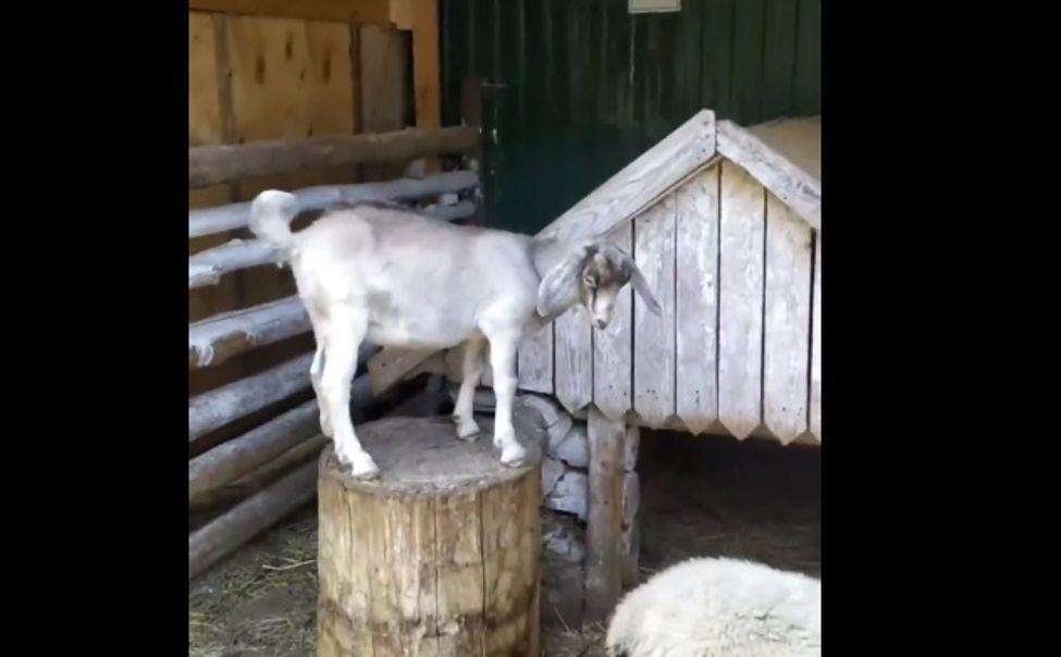 В новочебоксарском зоопарке появился нубийский козленок
