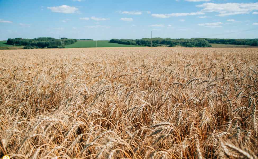 Аграрии Чувашии намолотили более 750 тысяч тонн зерна