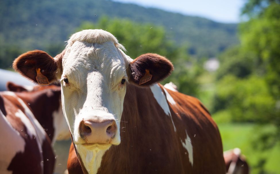 В Чувашии участковый помог пенсионерке разыскать пропавшую корову 