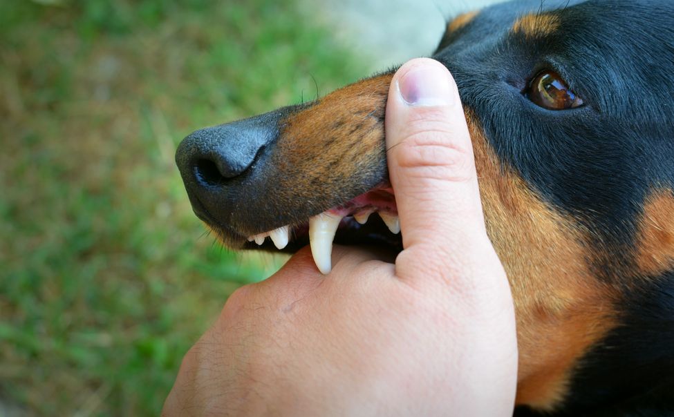 Администрация Шумерли заплатит местной жительнице компенсацию за укус бездомной собаки