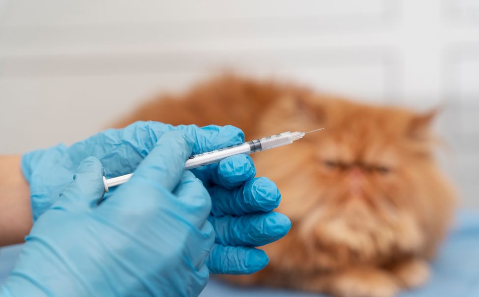 В Новочебоксарске развернут пункт вакцинации от бешенства для животных