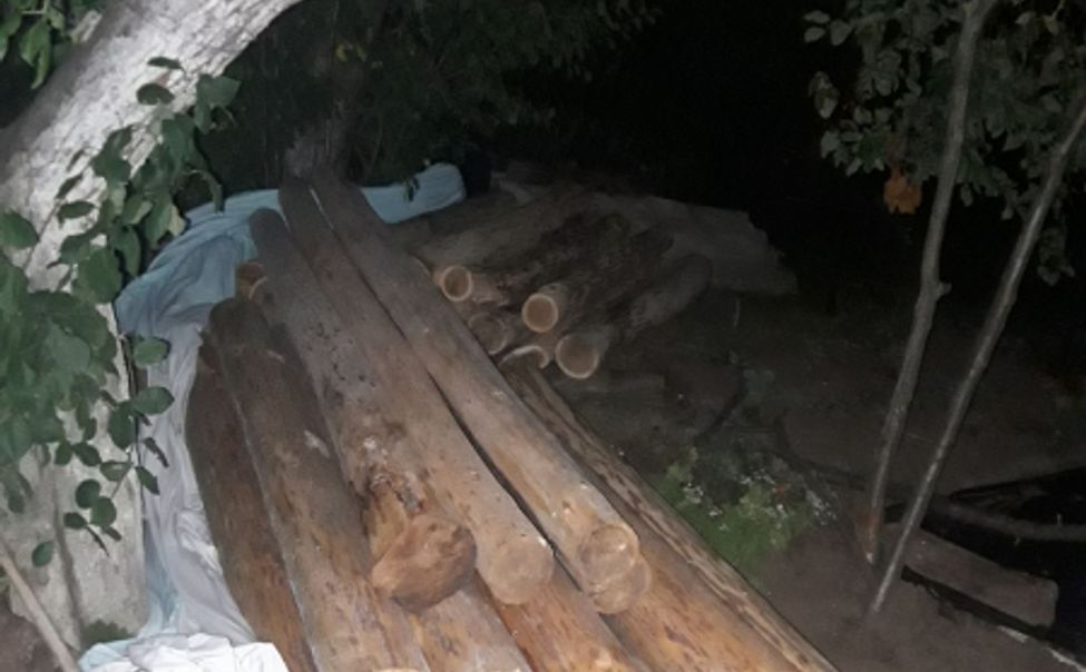 19-летний чебоксарец хотел научиться обработке древесины и занялся незаконной вырубкой