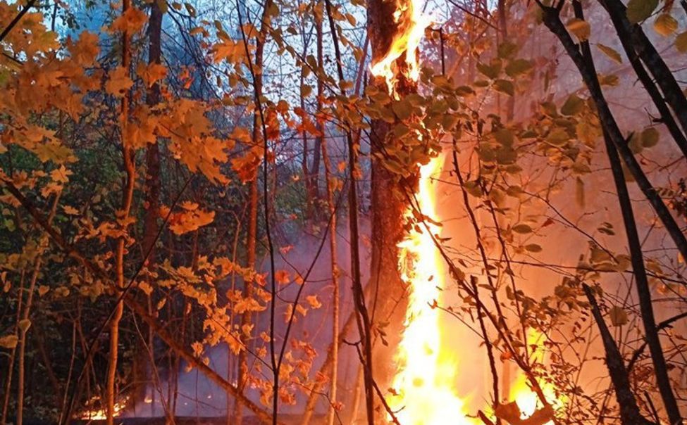 По факту двух лесных пожаров в Ибресинском округе возбуждены уголовные дела