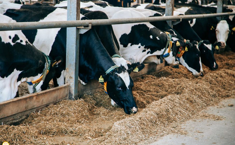 В Чувашии выросло поголовье КРС и производство молока