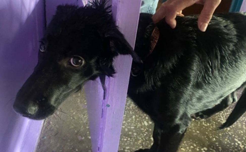 В Чебоксарах спасатели помогли собаке, голова которой застряла в решетке двери
