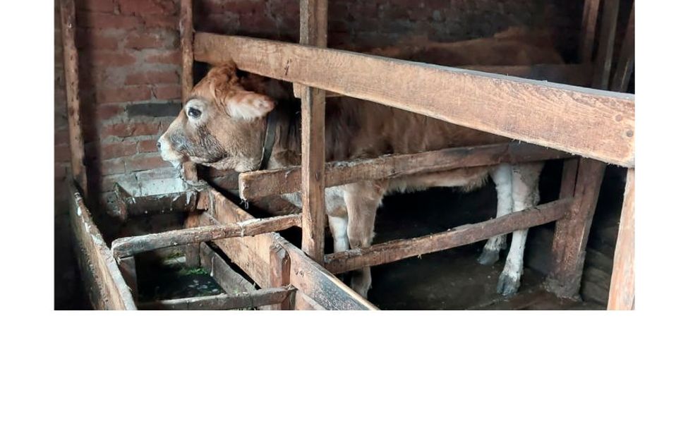 В Канашском округе обнаружили корову, заразившуюся бешенством 