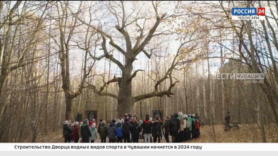 В Чувашии возле Старейшины чувашских дубрав открыли памятную табличку В Чувашии возле Старейшины чувашских дубрав открыли памятную табличку